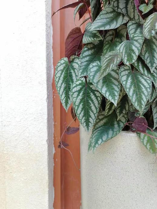 高圆瓷盆—锦叶葡萄 商品图1