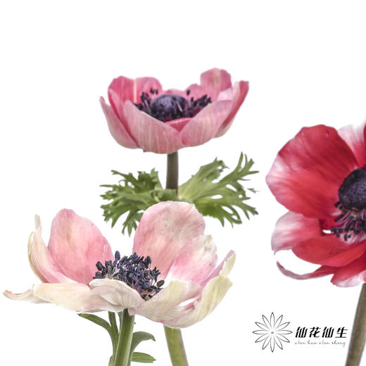 配花 | 银莲红色 商品图4