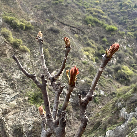 秦岭华州红油香椿 千年贡品级野味 芽叶细嫩 梗鲜肥 香味浓郁 商品图1