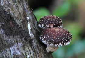 野生香菇成“精”记