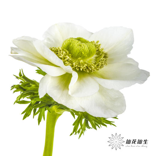 配花 | 银莲白色（白色花瓣容易折痕，不售后，介意慎拍） 商品图2