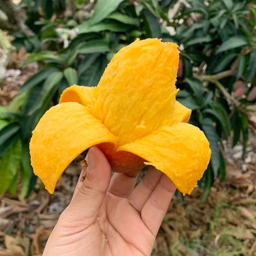 海南贵妃芒、肉厚甜蜜爆汁、果肉细腻、香甜多汁、金黄透亮、水份多 商品图0