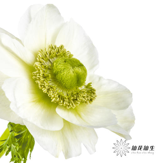 配花 | 银莲白色（白色花瓣容易折痕，不售后，介意慎拍） 商品图8