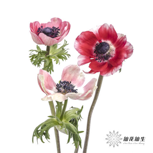 配花 | 银莲红色 商品图6