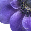 配花 | 银莲蓝紫色 商品缩略图8