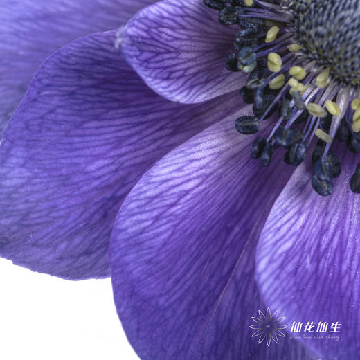 配花 | 银莲蓝紫色 商品图8