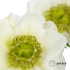 配花 | 银莲白色（白色花瓣容易折痕，不售后，介意慎拍） 商品缩略图5