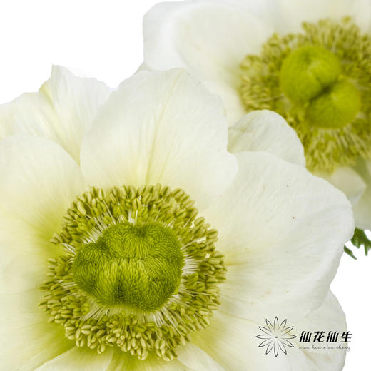 配花 | 银莲白色（白色花瓣容易折痕，不售后，介意慎拍） 商品图5