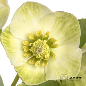 配花 | 兔葵白色「枝条较短,介意慎拍」