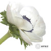 配花 | 银莲黑底白色（白色花瓣容易折痕，不售后，介意慎拍） 商品缩略图3