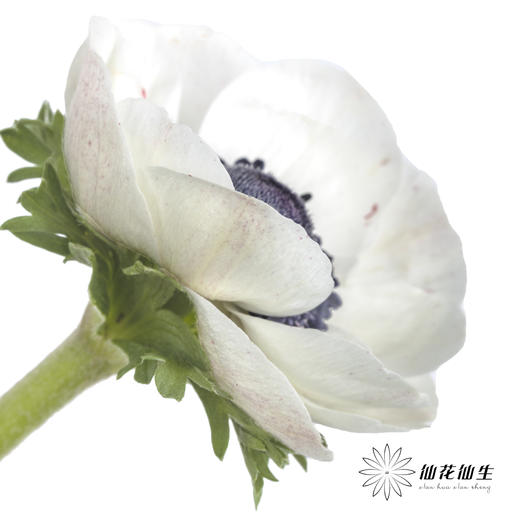 配花 | 银莲黑底白色（白色花瓣容易折痕，不售后，介意慎拍） 商品图3