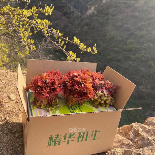 秦岭华州红油香椿 千年贡品级野味 芽叶细嫩 梗鲜肥 香味浓郁 商品图2