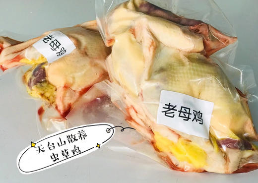 5A景区天台山虫草母鸡，高山农林散养，虫草鸡，泉水鸡，杀好后真空装（内脏在） 商品图0