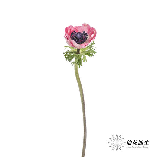 配花 | 银莲红色 商品图5