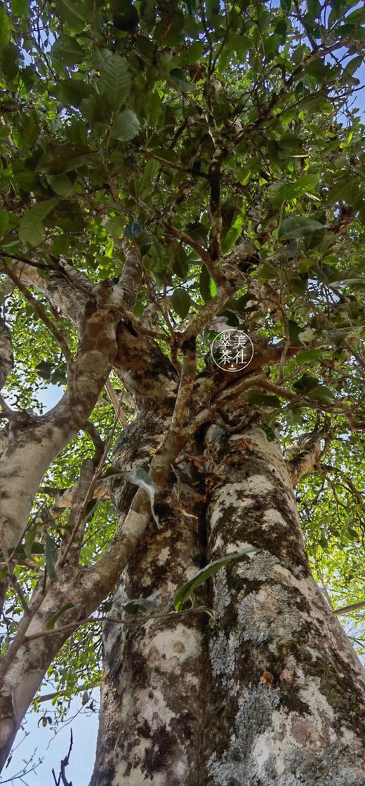 【2024千岁茶皇】1000年树龄古树茶 商品图1