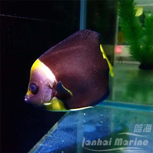 澳洲蓝面 母 商品图3