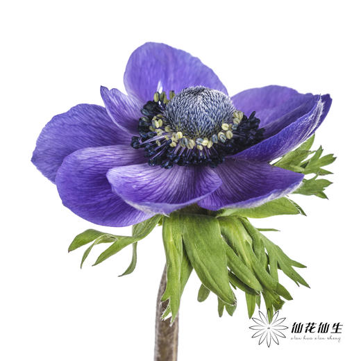 配花 | 银莲蓝紫色 商品图3