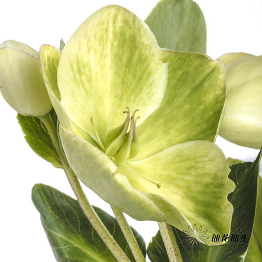 配花 | 兔葵白色「枝条较短,介意慎拍」 商品图2