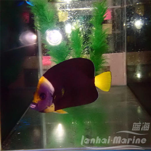 澳洲蓝面 母 商品图6