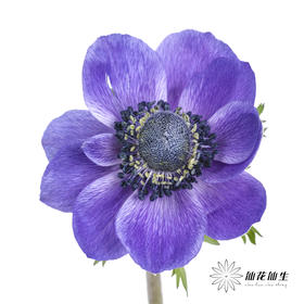 配花 | 银莲蓝紫色