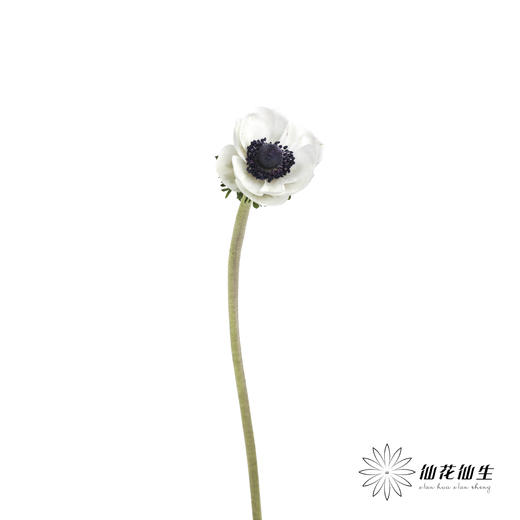 配花 | 银莲黑底白色（白色花瓣容易折痕，不售后，介意慎拍） 商品图6