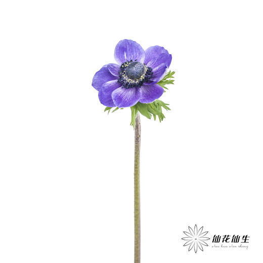 配花 | 银莲蓝紫色 商品图7