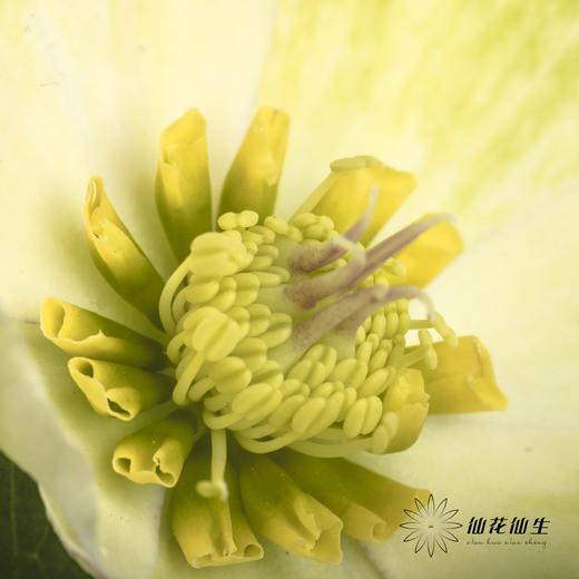 配花 | 兔葵白色「枝条较短,介意慎拍」 商品图1