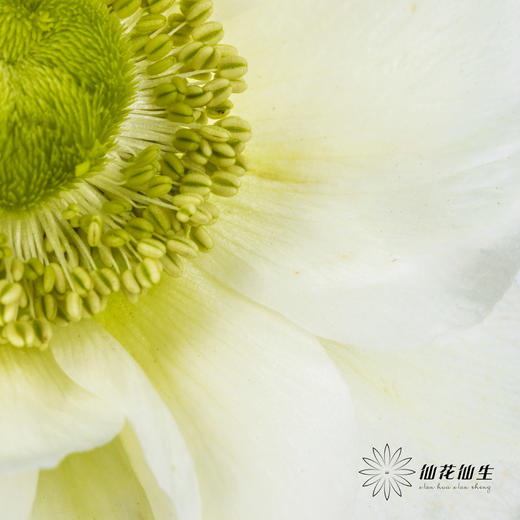 配花 | 银莲白色（白色花瓣容易折痕，不售后，介意慎拍） 商品图9