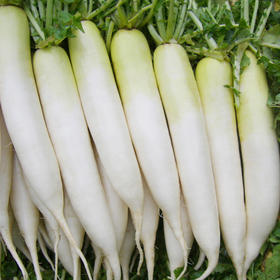 [专业种子] “春吉”萝卜种子