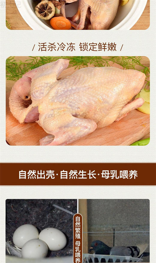 旺鲜汪临泉单桥镇张老庄村贫困户散养乳鸽（2只装 现杀冰鲜发货） 商品图1