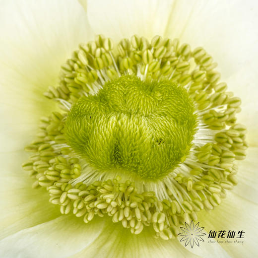 配花 | 银莲白色（白色花瓣容易折痕，不售后，介意慎拍） 商品图4