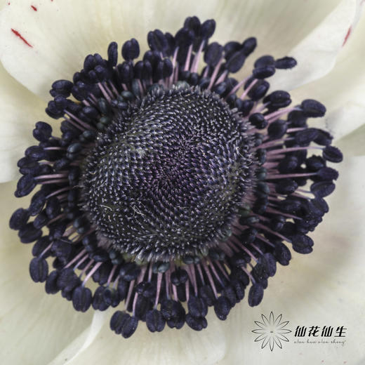 配花 | 银莲黑底白色（白色花瓣容易折痕，不售后，介意慎拍） 商品图4