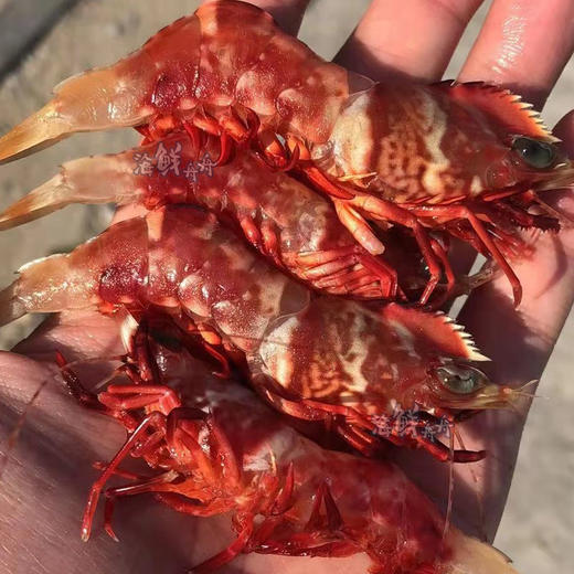 【野生】活冻鸡冠虾 350克/盒 约20只 商品图5