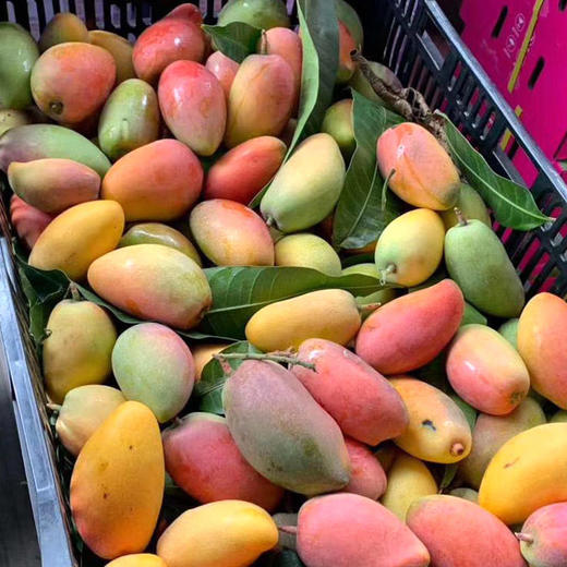 海南贵妃芒、肉厚甜蜜爆汁、果肉细腻、香甜多汁、金黄透亮、水份多 商品图11