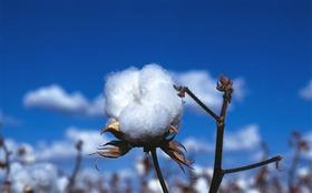  H&M抵制新疆棉花曝光24小时后，让人热血沸腾的事情发生了 