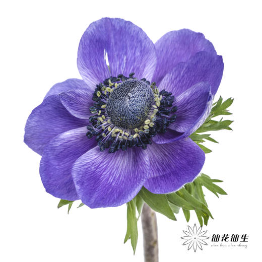 配花 | 银莲蓝紫色 商品图1