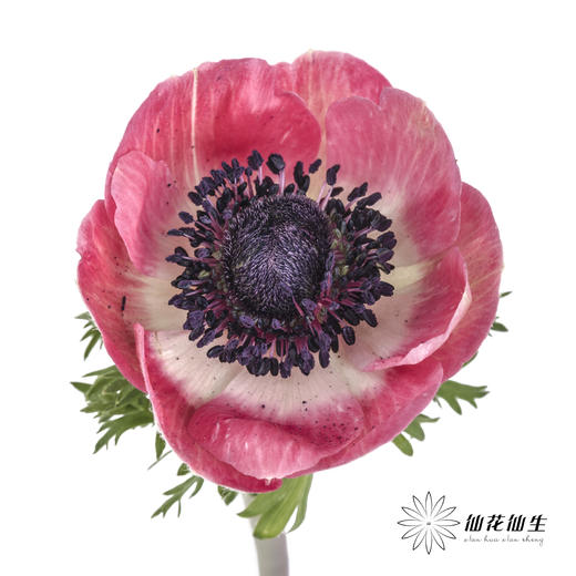 配花 | 银莲红色 商品图0