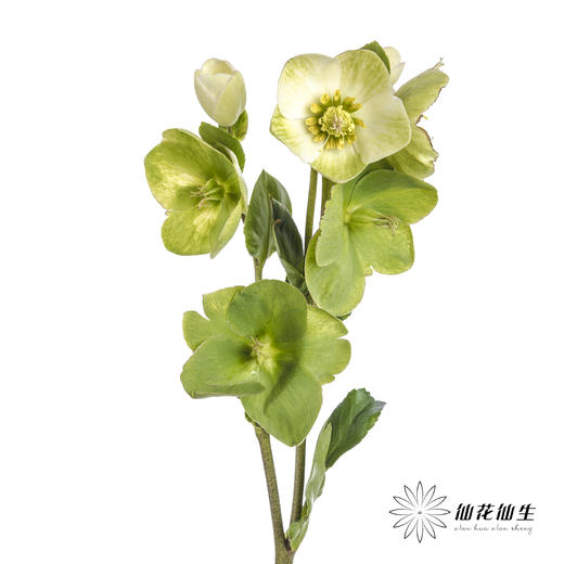 配花 | 兔葵白色「枝条较短,介意慎拍」 商品图7