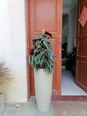 高圆瓷盆—锦叶葡萄