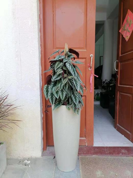 高圆瓷盆—锦叶葡萄 商品图0