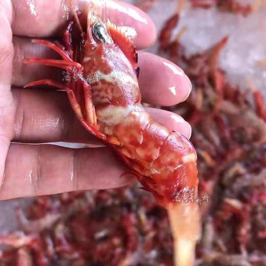 【野生】活冻鸡冠虾 350克/盒 约20只 商品图4