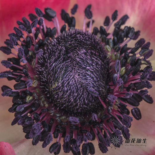 配花 | 银莲红色 商品图7