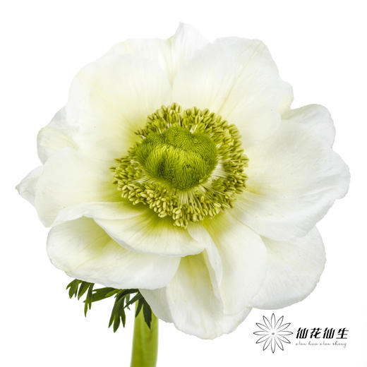 配花 | 银莲白色（白色花瓣容易折痕，不售后，介意慎拍） 商品图0