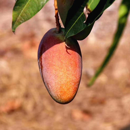 海南贵妃芒、肉厚甜蜜爆汁、果肉细腻、香甜多汁、金黄透亮、水份多 商品图9