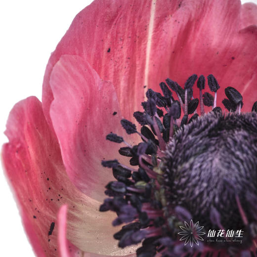 配花 | 银莲红色 商品图3