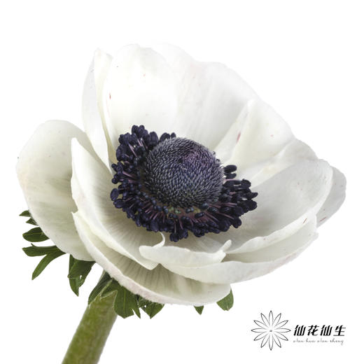 配花 | 银莲黑底白色（白色花瓣容易折痕，不售后，介意慎拍） 商品图2