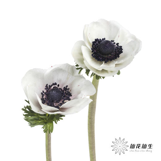 配花 | 银莲黑底白色（白色花瓣容易折痕，不售后，介意慎拍） 商品图7