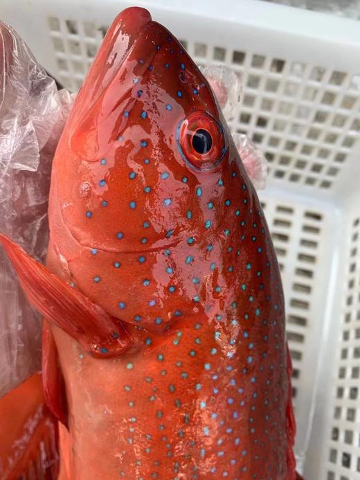 象山码头直发包邮17码头海鲜野生梭子蟹鲳鱼带鱼深海黄鱼野生花蛤海钓
