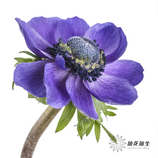 配花 | 银莲蓝紫色 商品图2