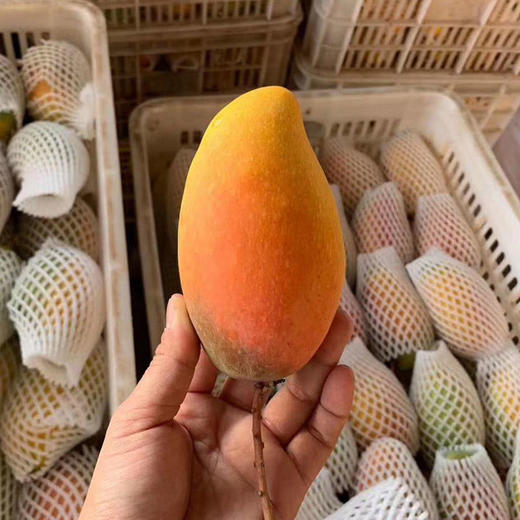 海南贵妃芒、肉厚甜蜜爆汁、果肉细腻、香甜多汁、金黄透亮、水份多 商品图10
